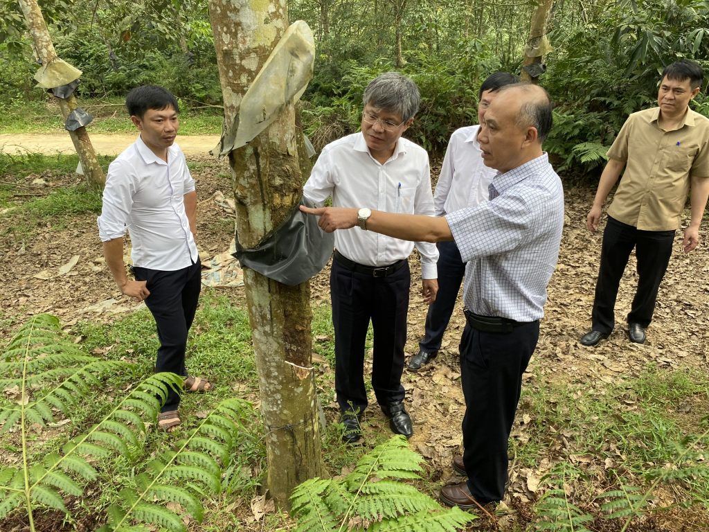 Tập trung vào các giải pháp nhằm đảm bảo vườn cây Cao su Hà Giang phát triển tốt